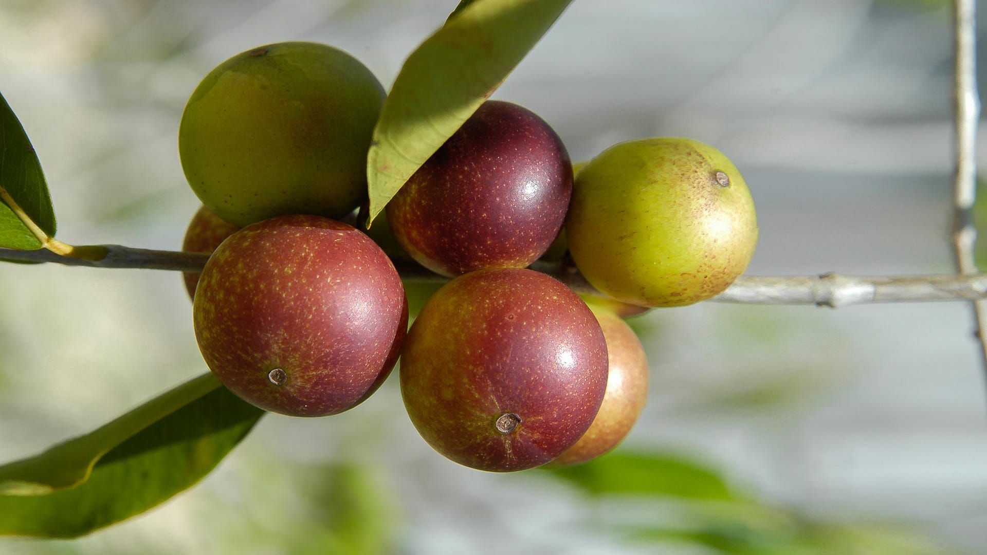 Camu-Camu: Die Frucht enthält besonders viel Vitamin C.