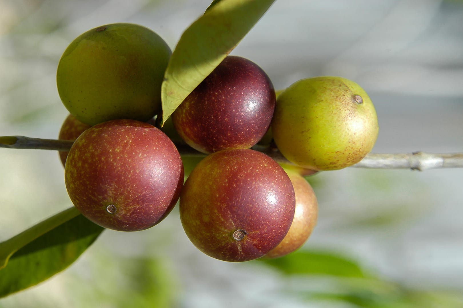 Camu-Camu: Die Frucht enthält besonders viel Vitamin C.