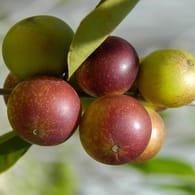 Camu-Camu: Die Frucht enthält besonders viel Vitamin C.