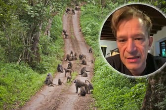 Naturerlebnis für Querdenker: Bodo Schiffmann will neben Geldgeschenken nun von Querdenkern auch Reisebuchungen für Safaris in seiner neuen Heimat Tansania annehmen. Neben Pavianen gibt es dort auch die "Big Five" zu sehen: Elefant, Nashorn, Büffel, Löwe und Leopard.
