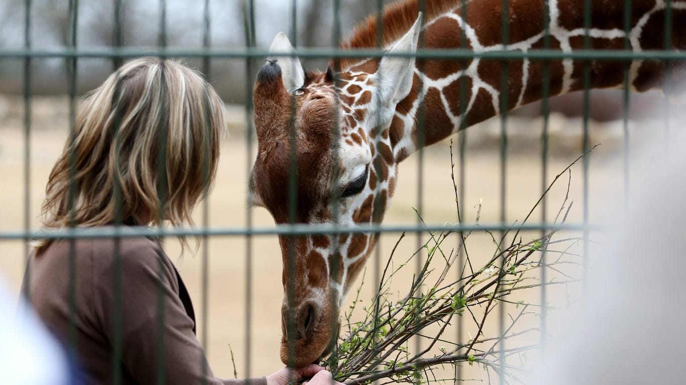 Giraffen im Erfurter Zoo (Archivbild): Der Tierpark muss einige Tiere abgeben.