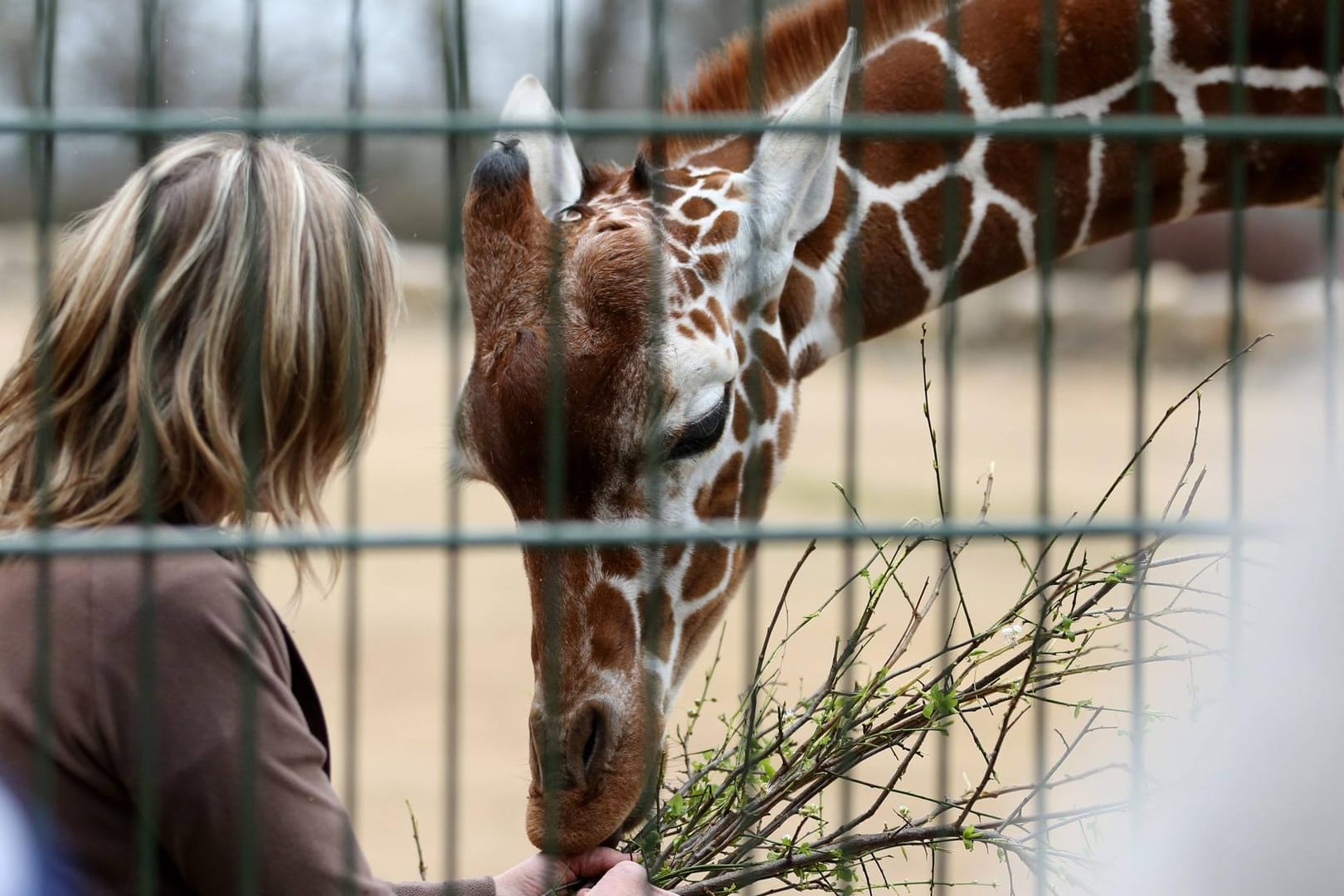 Giraffen im Erfurter Zoo (Archivbild): Der Tierpark muss einige Tiere abgeben.