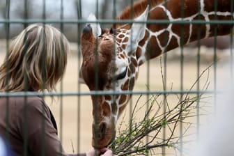 Giraffen im Erfurter Zoo (Archivbild): Der Tierpark muss einige Tiere abgeben.