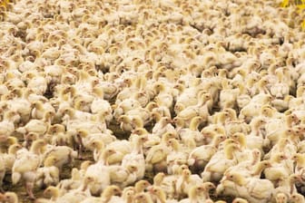 Hühner in einer Farm: Männliche Küken werden zumeist getötet.