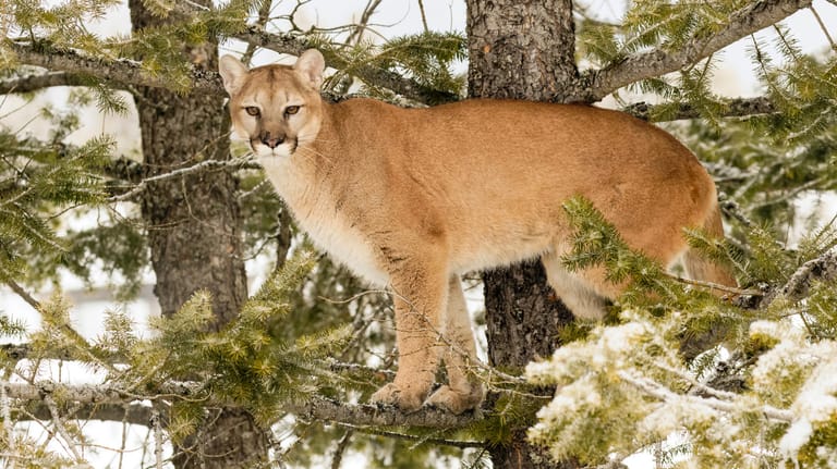 Ein Puma in einem Baum im US-Bundestaat Montana: Die Tiere gelten gegenüber dem Menschen als scheu, Angriffe kommen selten vor(Symbolfoto).