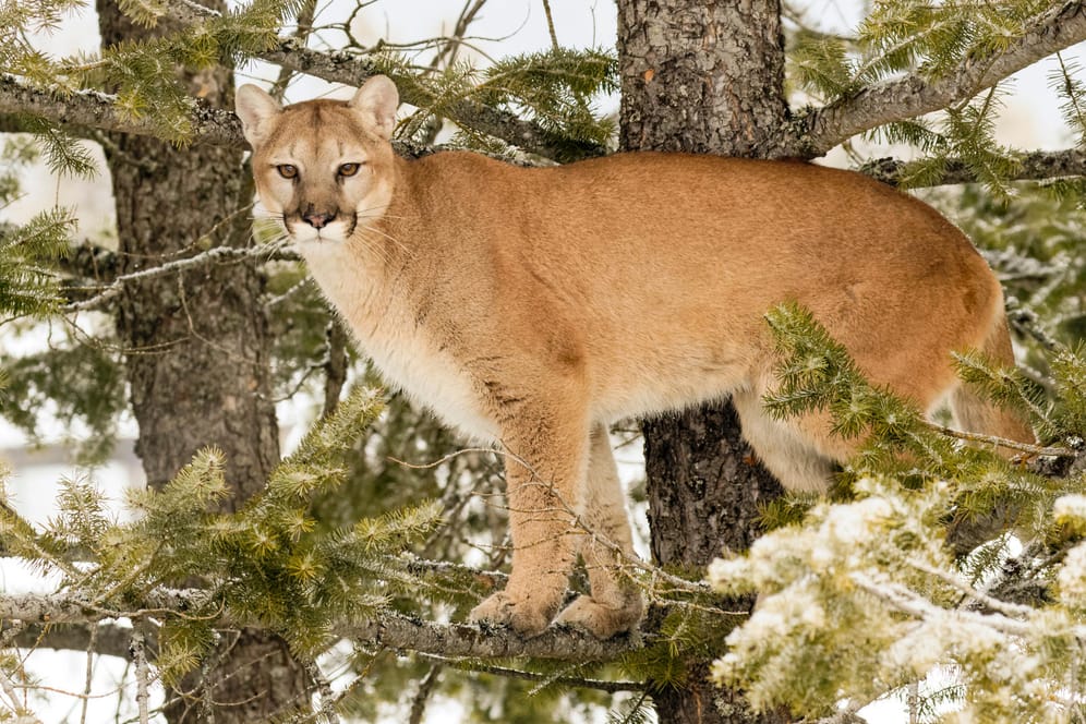 Ein Puma in einem Baum im US-Bundestaat Montana: Die Tiere gelten gegenüber dem Menschen als scheu, Angriffe kommen selten vor(Symbolfoto).
