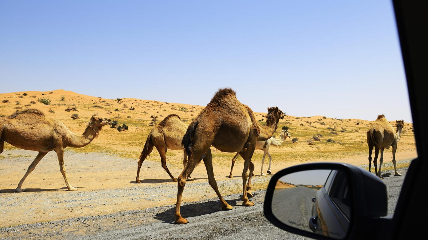 Kamele: Im US-Bundesstaat Nevada dürfen die Tiere nicht die Straße überqueren. (Symbolbild)