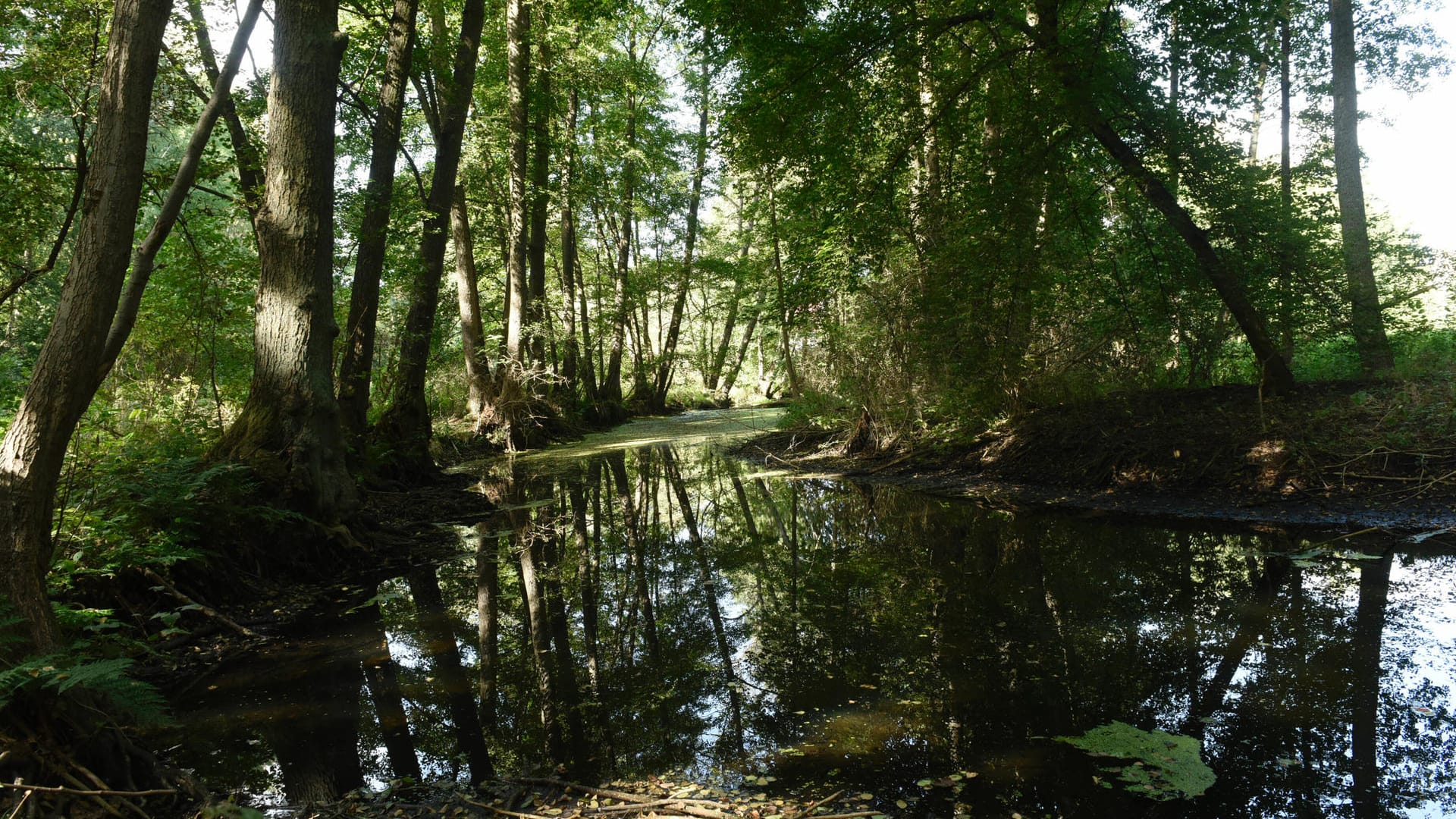 Löcknitztal: Das Wasser der Löcknitz fließt über Spree, Havel und Elbe bis in die Nordsee.