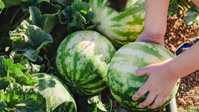 Wassermelone: Mit etwas Glück und an einem warmen Standort können Wassermelonen auch im Garten wachsen.