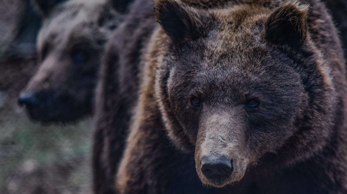 Die Braunbären seien eine Gefahr für Menschen gewesen, hieß es vom Whipsnade Zoo in Dunstable. (Symbolfoto)