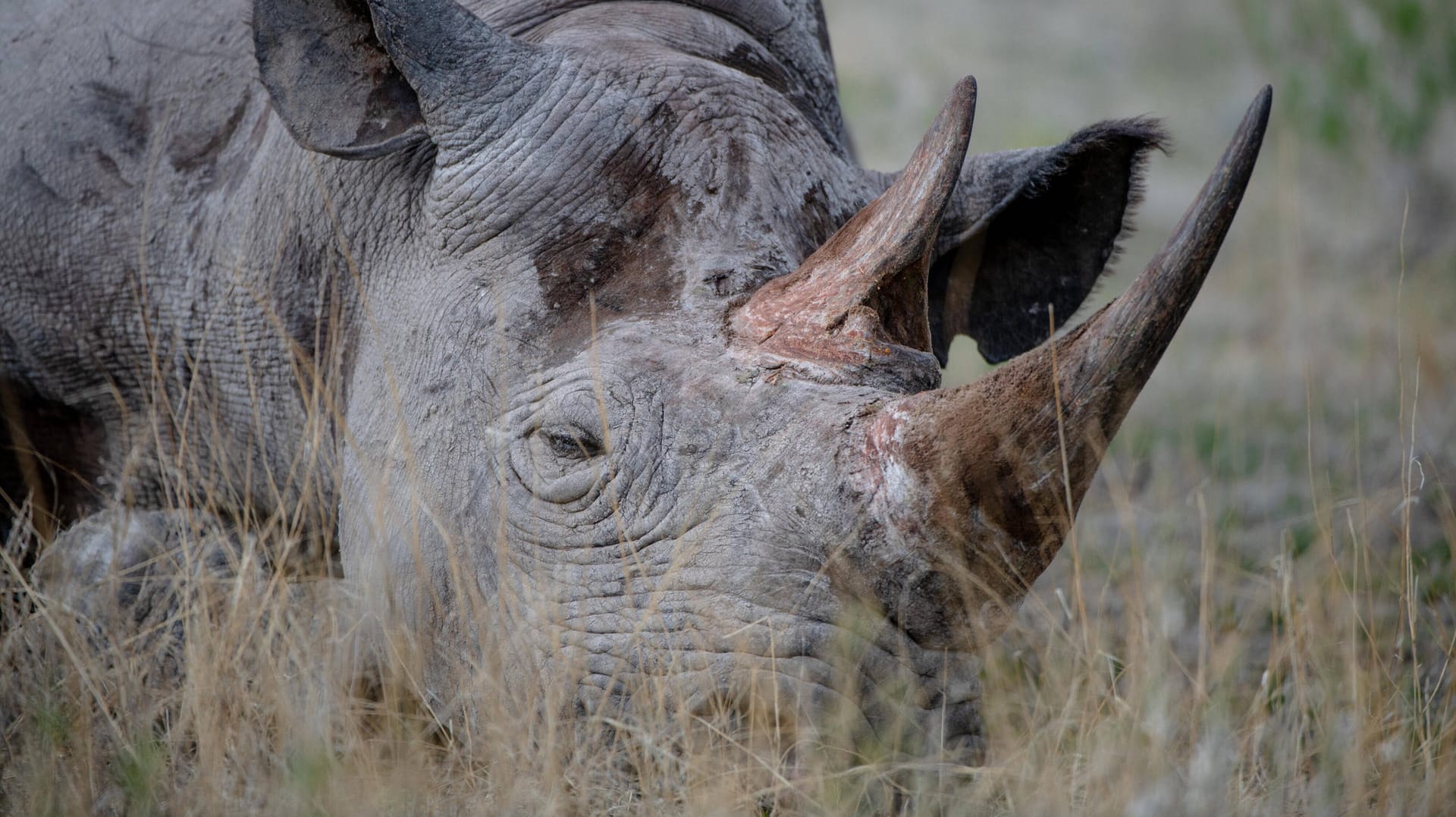 Ein Spitzmaulnashorn in Namibia: Wilderer machen auch vor Nationalparks keinen Halt, um an das Horn der Tiere zu gelangen.