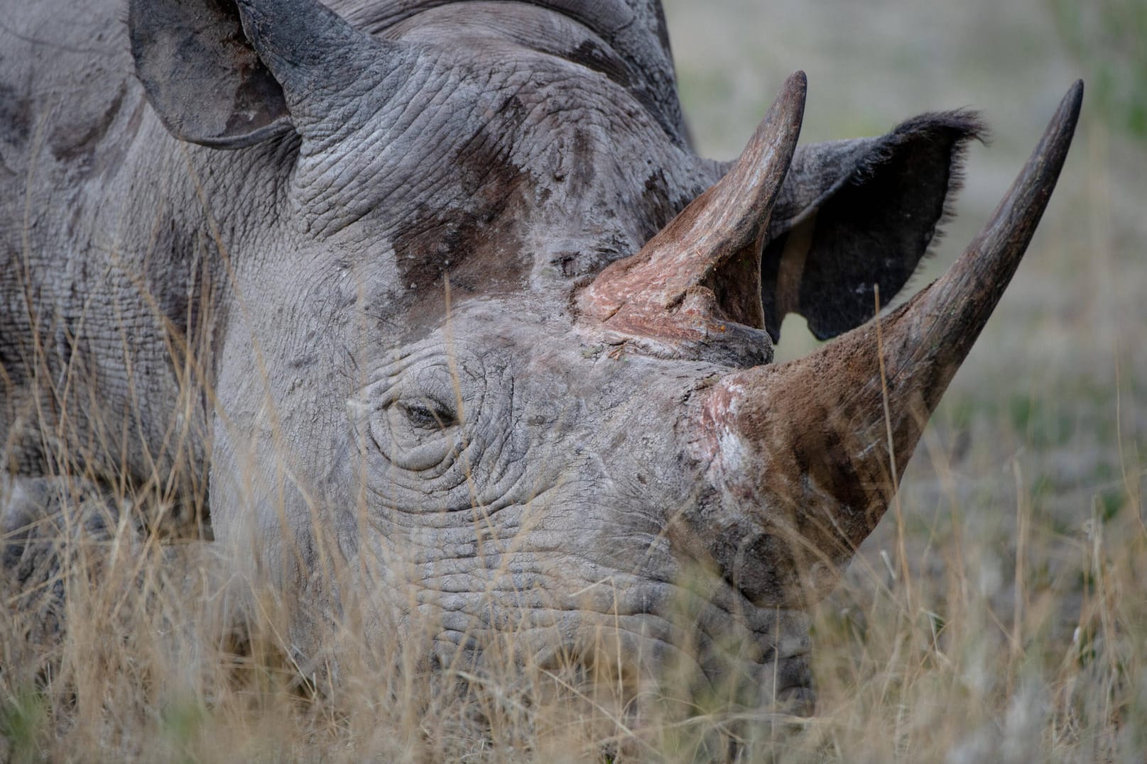 Ein Spitzmaulnashorn in Namibia: Wilderer machen auch vor Nationalparks keinen Halt, um an das Horn der Tiere zu gelangen.