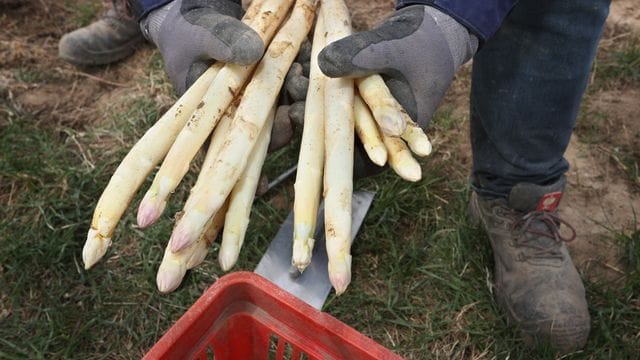 Spargel: Die meisten Bauern schätzen die bisherige Saison als durchwachsen bis gut ein.