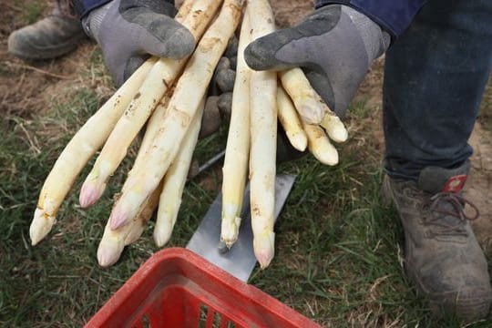 Spargel: Die meisten Bauern schätzen die bisherige Saison als durchwachsen bis gut ein.