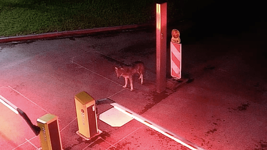 Der Wolf am Betriebsgelände der RheinEnergie: "Kein großes Gefährdungspotenzial".