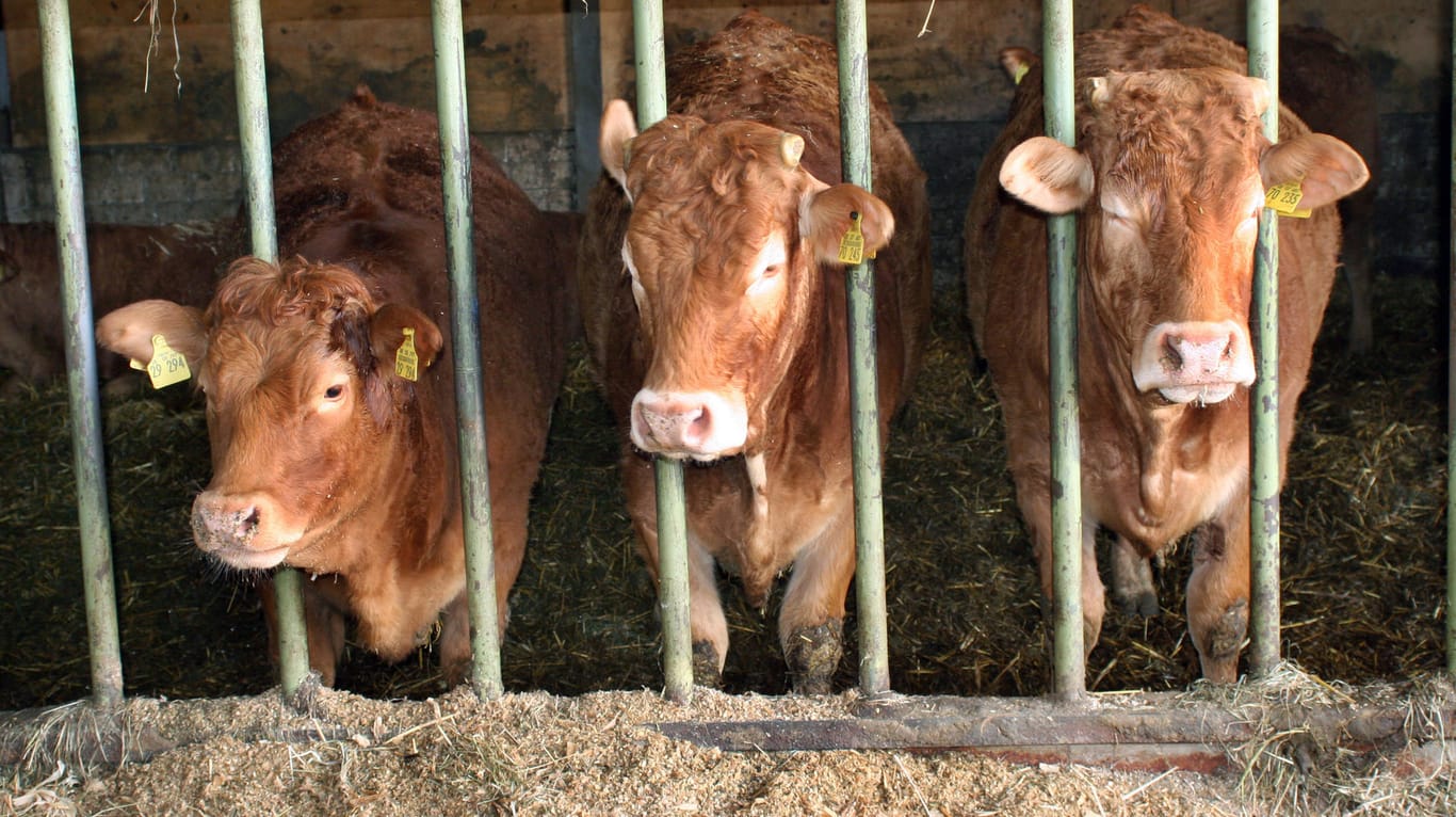 Rinder im Stall (Symbolbild): Das Veterinäramt hat die überlebenden Tiere an einen anderen Ort untergebracht, um sie wieder aufzupäppeln.
