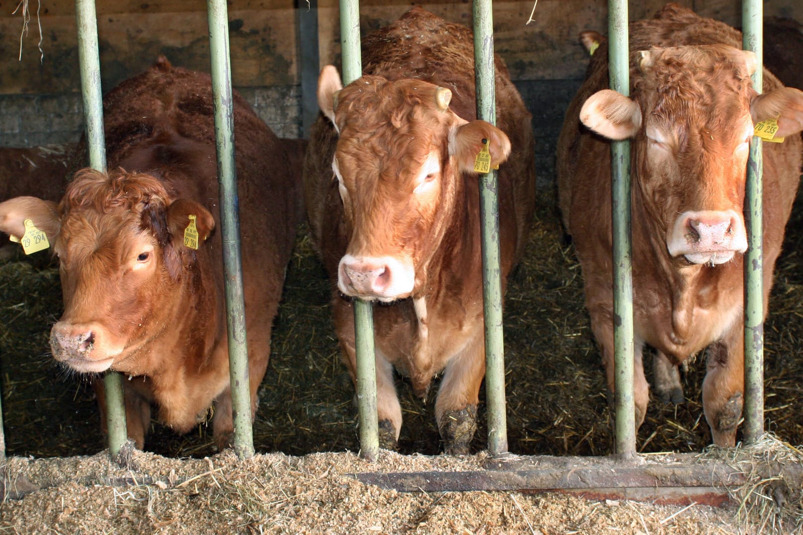 Rinder im Stall (Symbolbild): Das Veterinäramt hat die überlebenden Tiere an einen anderen Ort untergebracht, um sie wieder aufzupäppeln.