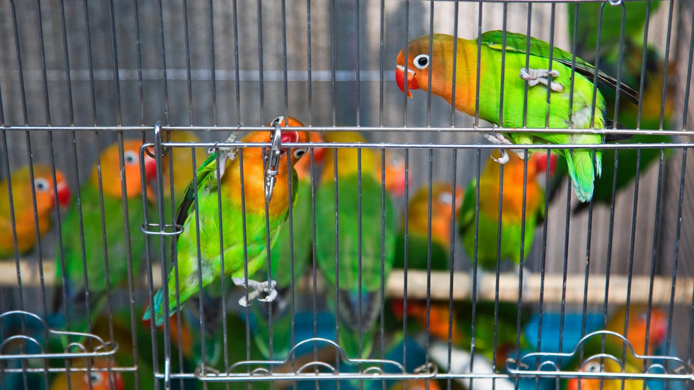 Papageien in einem Käfig (Archivbild): In Ennepetal haben Unbekannte die Tiere gestohlen. Nun sind vier von ihnen wieder aufgetaucht.