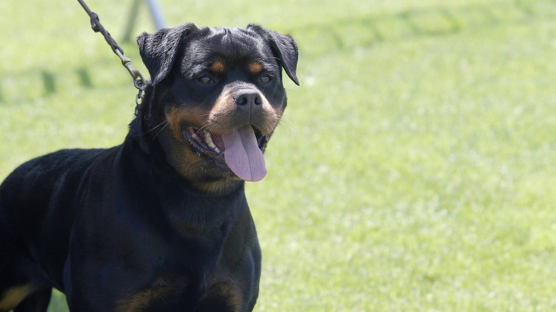 Ein Rottweiler an einer Leine (Symbolbild): Das Kind musste in ein Krankenhaus gebracht werden. Ein Rottweiler an einer Leine (Symbolbild): Das Kind musste in ein Krankenhaus gebracht werden.