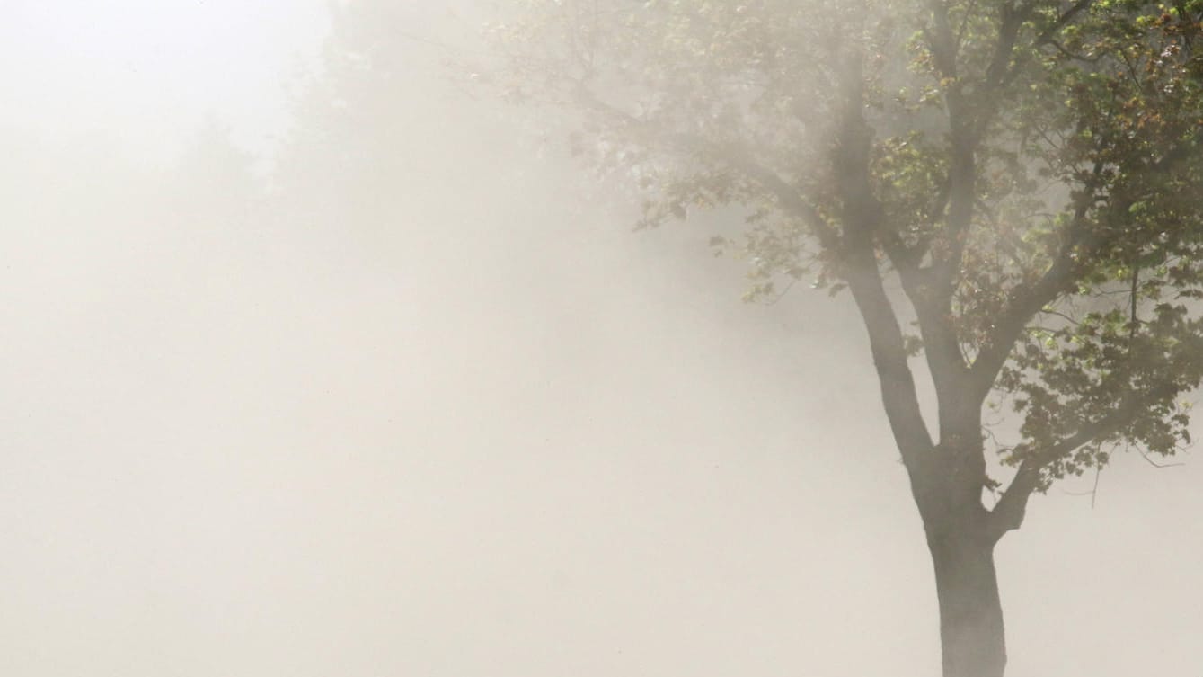 Ein Baum ist von einer Staubwolke umhüllt (Symbolbild): Den weiteren Austritt konnte die Feuerwehr stoppen. Ein Baum ist von einer Staubwolke umhüllt (Symbolbild): Den weiteren Austritt konnte die Feuerwehr stoppen.