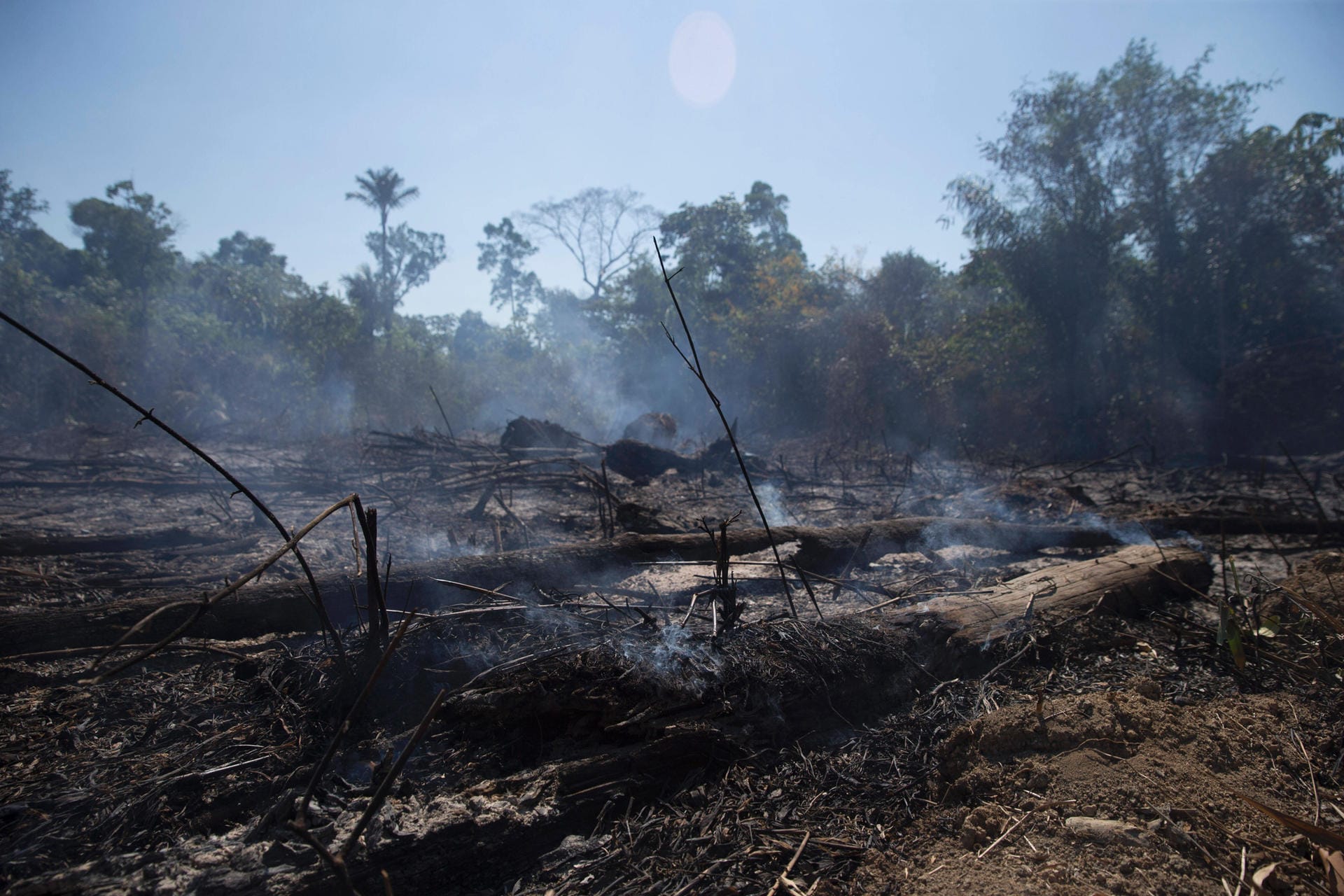 Waldrodung in Brasilien (Symbolbild): Die Abholzungen im Regenwald-Gebiet nehmen weiterhin drastisch zu.