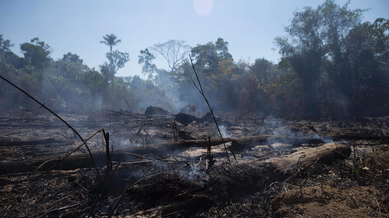 Waldrodung in Brasilien (Symbolbild): Die Abholzungen im Regenwald-Gebiet nehmen weiterhin drastisch zu.