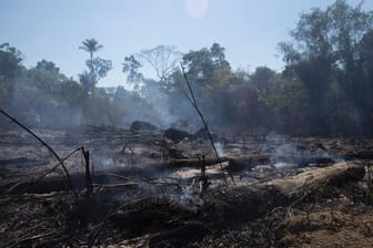 Waldrodung in Brasilien (Symbolbild): Die Abholzungen im Regenwald-Gebiet nehmen weiterhin drastisch zu.