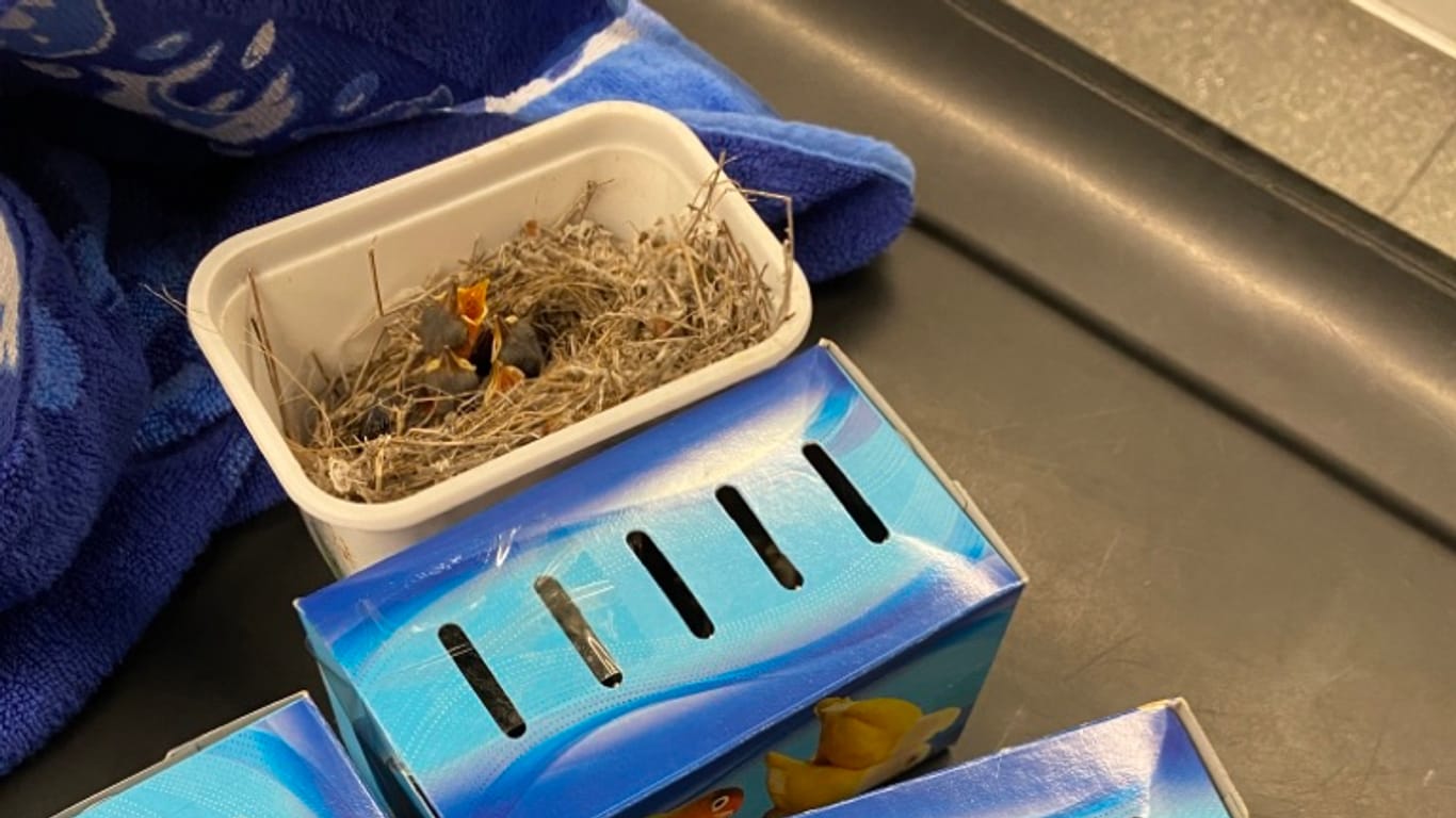 Die acht Vögel befanden sich in fünf Behältern: Das Hauptzollamt Düsseldorf fand die Tiere in einem Reisegepäck.