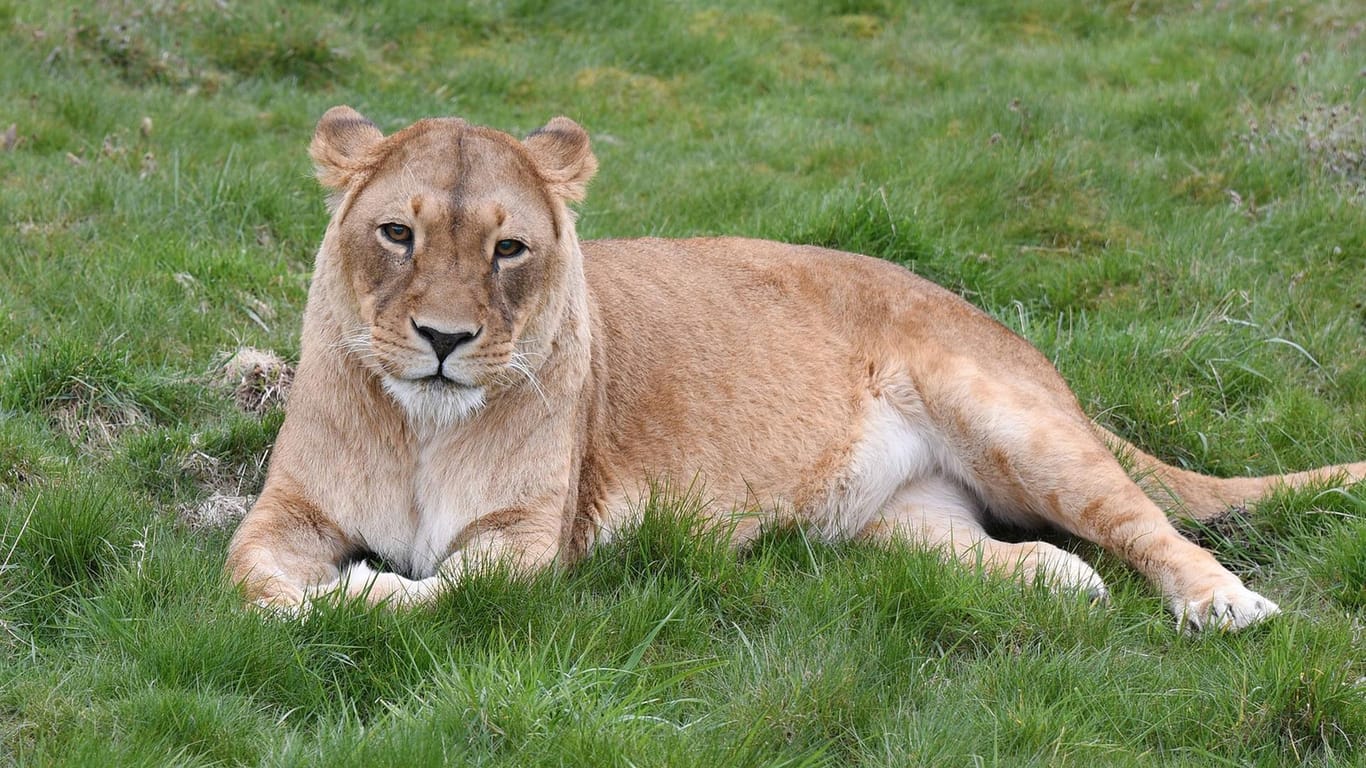 Die Löwin Maisha (Archivbild): Das Tier musste am 17. Mai eingeschläfert werden.