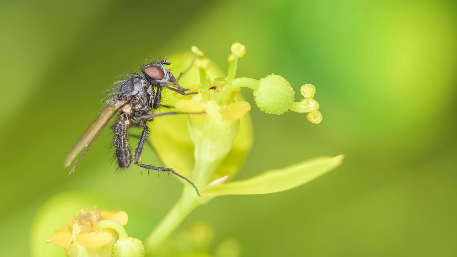 Kleine Kohlfliege (Delia radicum): Ihre Maden befallen vor allem Kohlarten, aber auch Rettich und Radieschen.