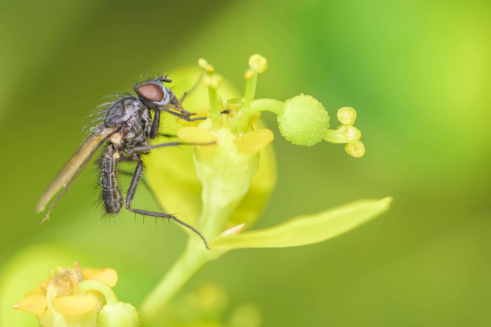 Kleine Kohlfliege (Delia radicum): Ihre Maden befallen vor allem Kohlarten, aber auch Rettich und Radieschen.