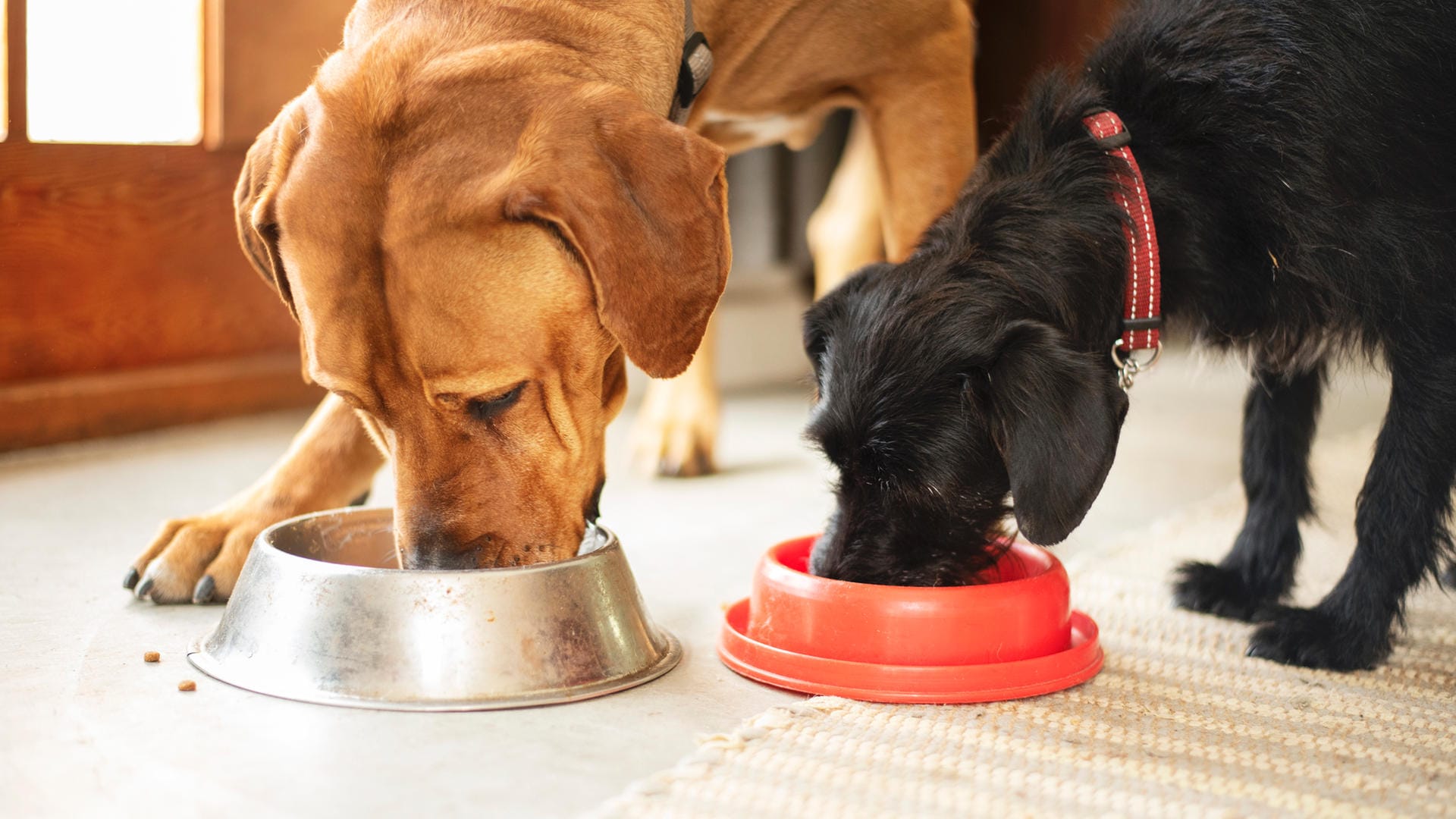 Hundefutter: Im Test haben einige Trockenfutter nicht so gut abgeschnitten.