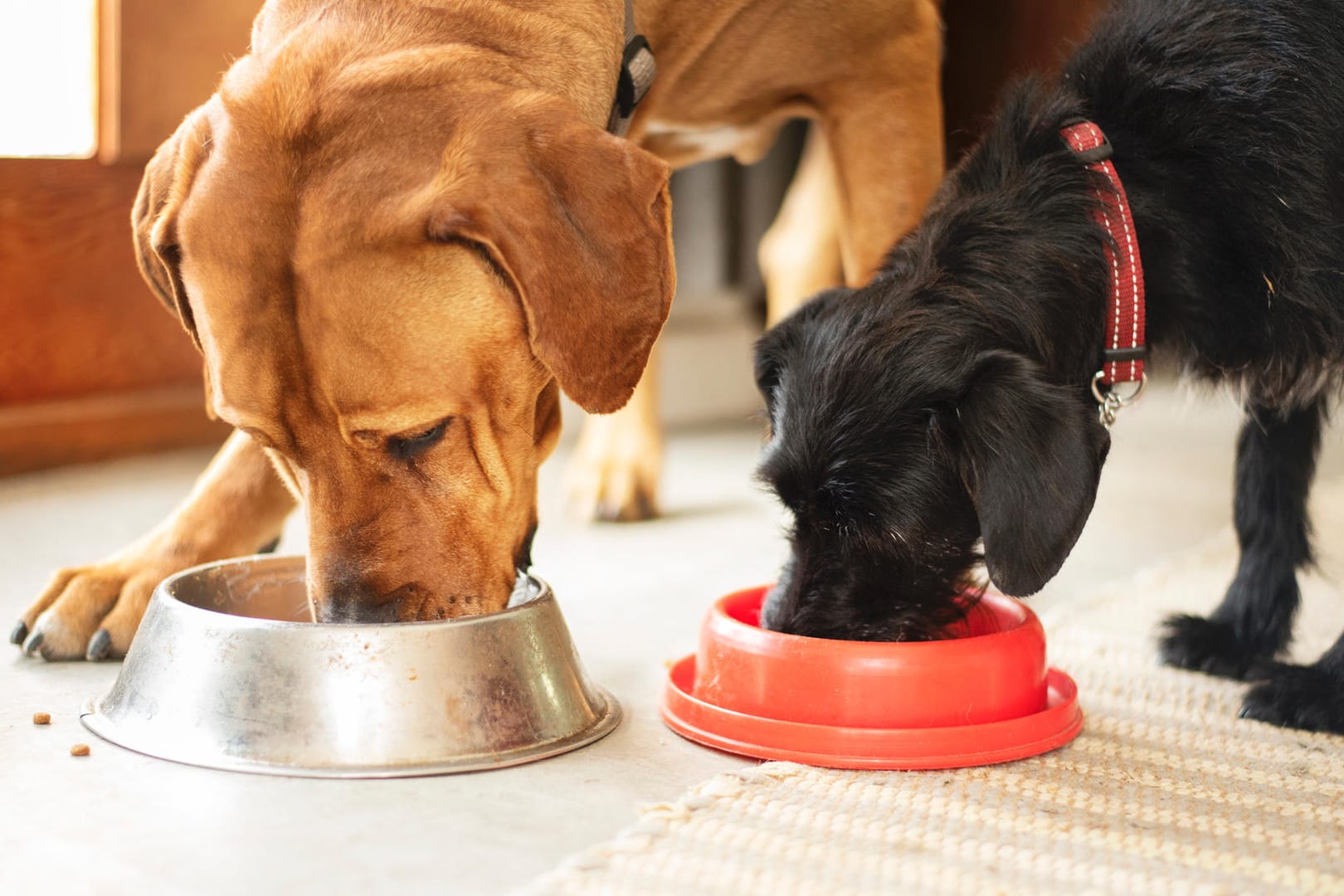 Hundefutter: Im Test haben einige Trockenfutter nicht so gut abgeschnitten.