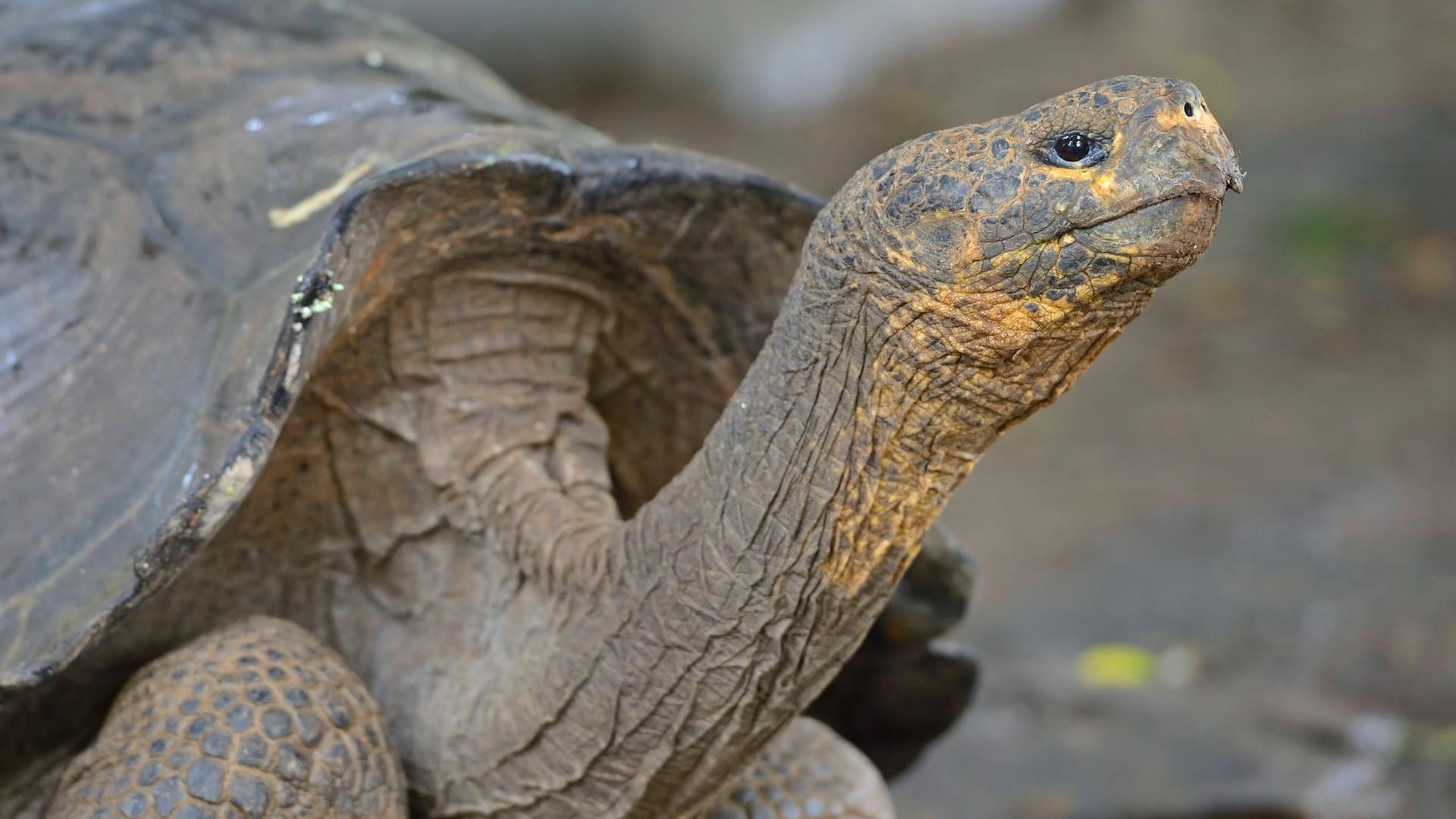 Galapagos Riesenschildkröte: Die Schildkröte soll vor dem Schicksal des "Einsamen George" bewahrt werden (Symbolbild).