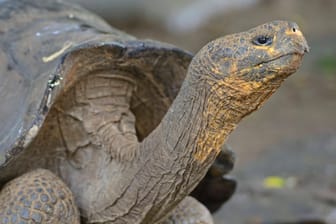 Galapagos Riesenschildkröte: Die Schildkröte soll vor dem Schicksal des "Einsamen George" bewahrt werden (Symbolbild).