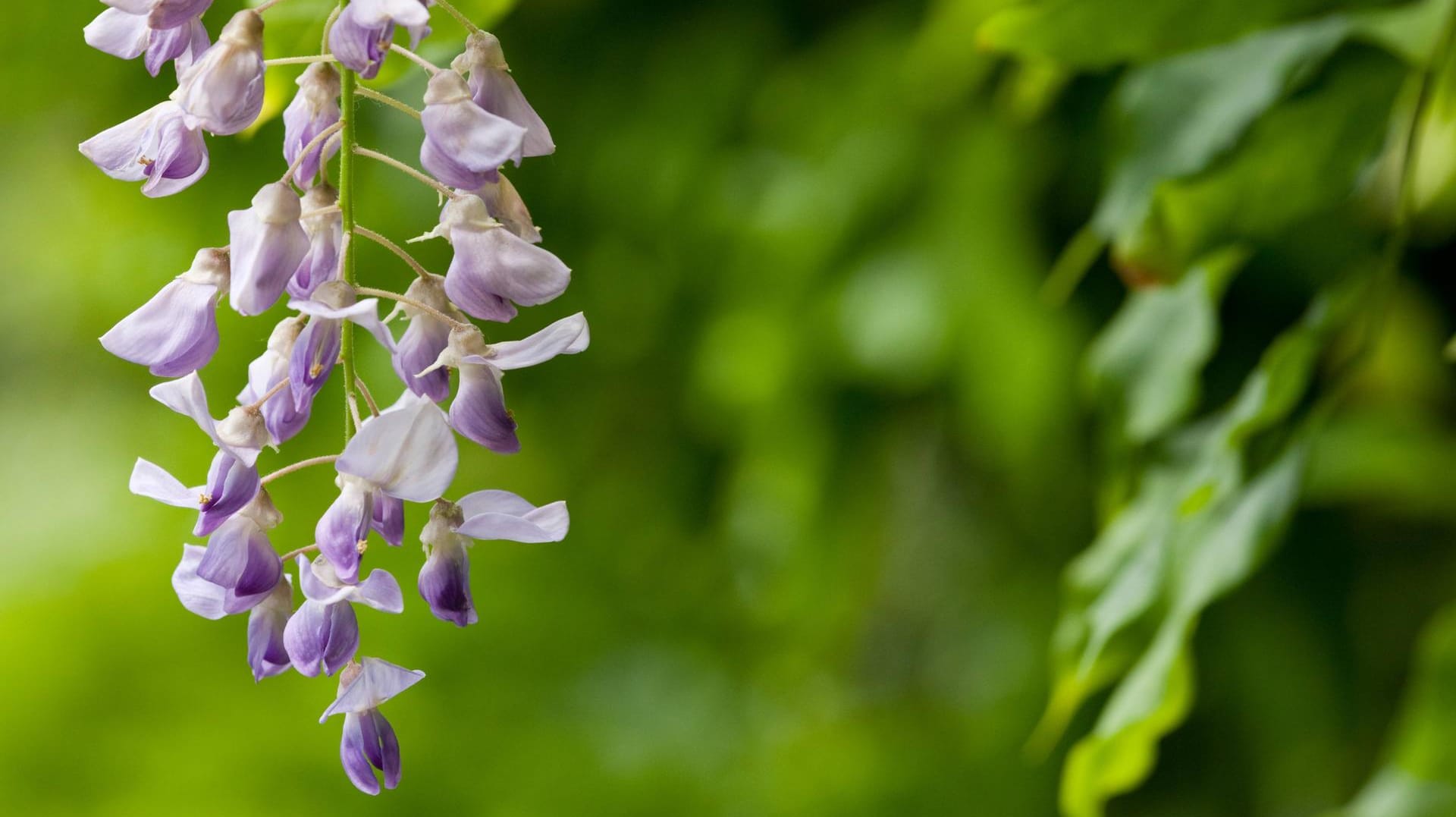 Blauregen: Die Pflanze wird auch Glyzinie und Wisteria genannt.