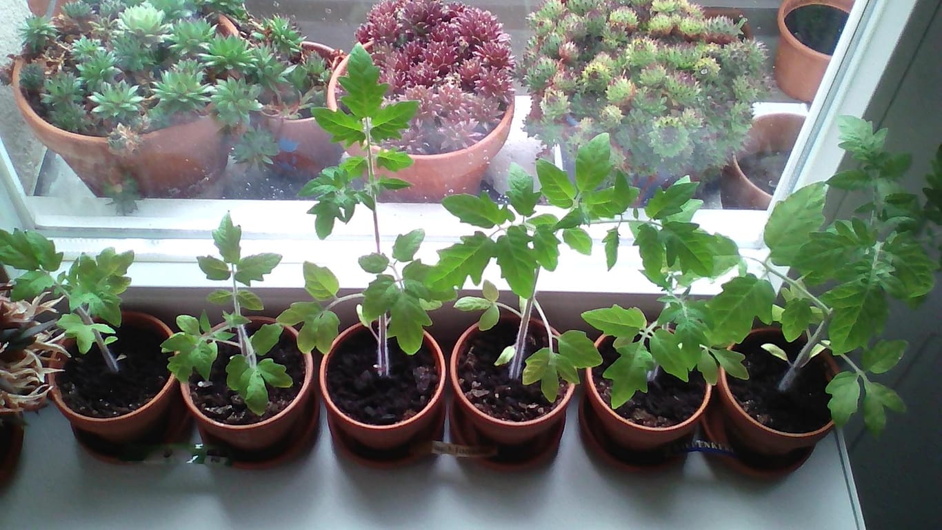 Tomatenpflanzen: Lidl Tomate (links 2-mal), Sperli Bio-Tomate (2-mal mittig), Kiepenkerl Tomate (rechts 2-mal) nach sechs Wochen im Anzuchttopf.