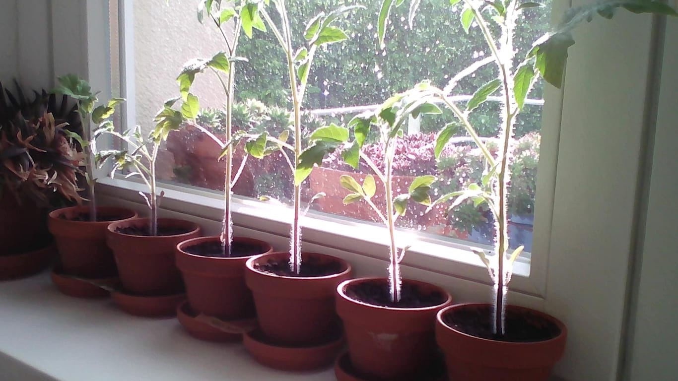 Tomatenpflanzen: Kiepenkerl Tomate (vorn 2-mal), Sperli Bio-Tomate (2-mal mittig), Lidl Tomate (links 2-mal) nach sechs Wochen im Anzuchttopf.