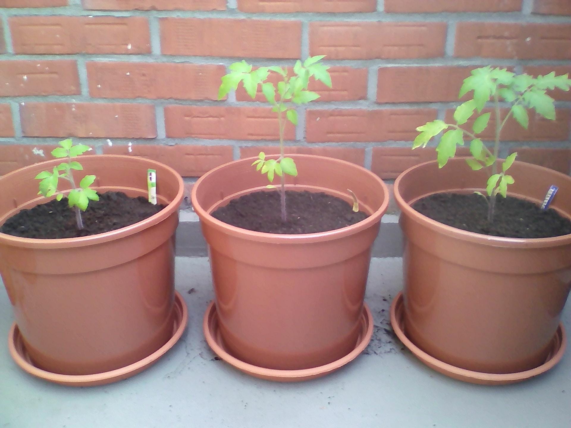 Tomaten in Kübeln: Lidl Tomate (links), Sperli Bio-Tomate (mittig) und Kiepenkerl Tomate (rechts) im 12,5-Liter-Anzuchttopf.