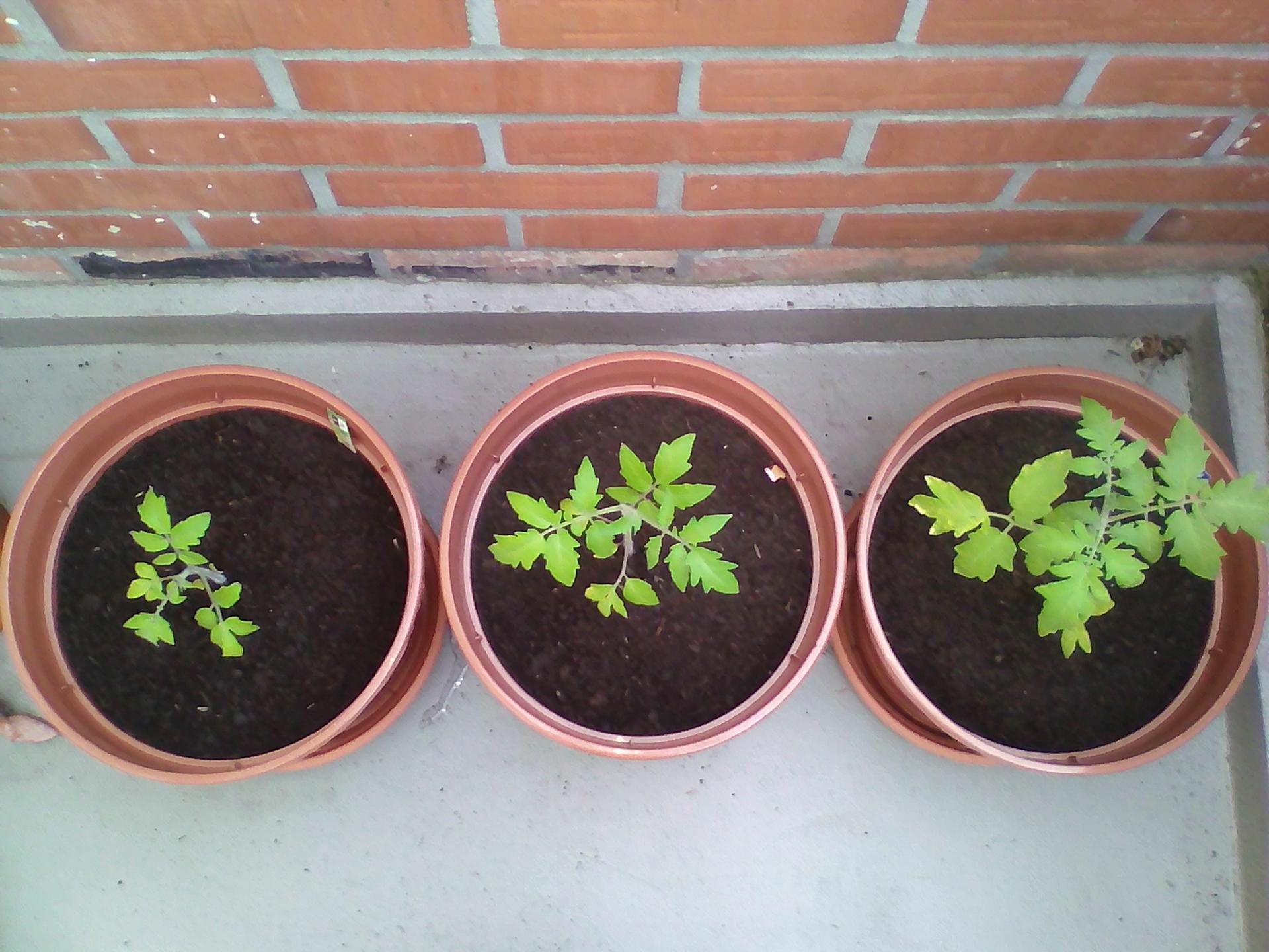 Tomaten in Kübeln: Lidl Tomate (links), Sperli Bio-Tomate (mittig) und Kiepenkerl Tomate (rechts) im 12,5-Liter-Anzuchttopf.