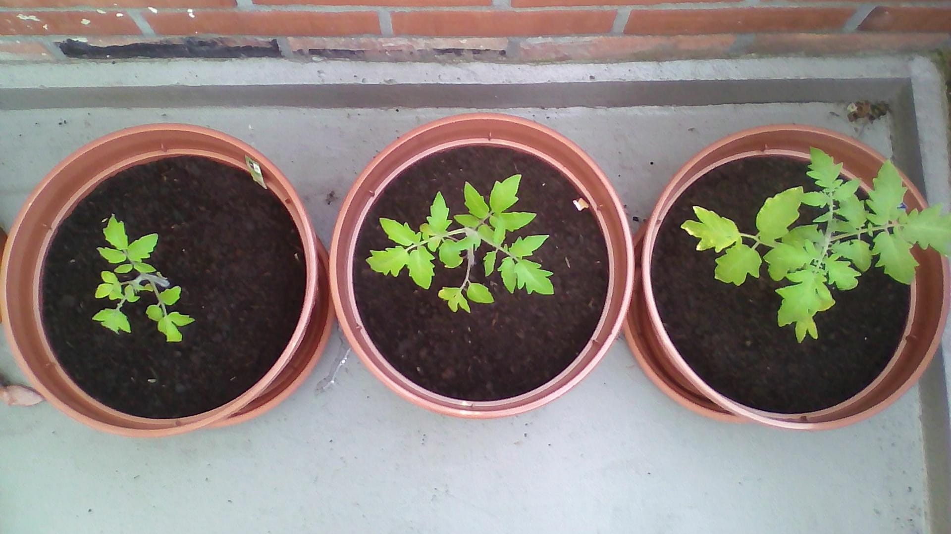 Tomaten in Kübeln: Lidl Tomate (links), Sperli Bio-Tomate (mittig) und Kiepenkerl Tomate (rechts) im 12,5-Liter-Anzuchttopf.