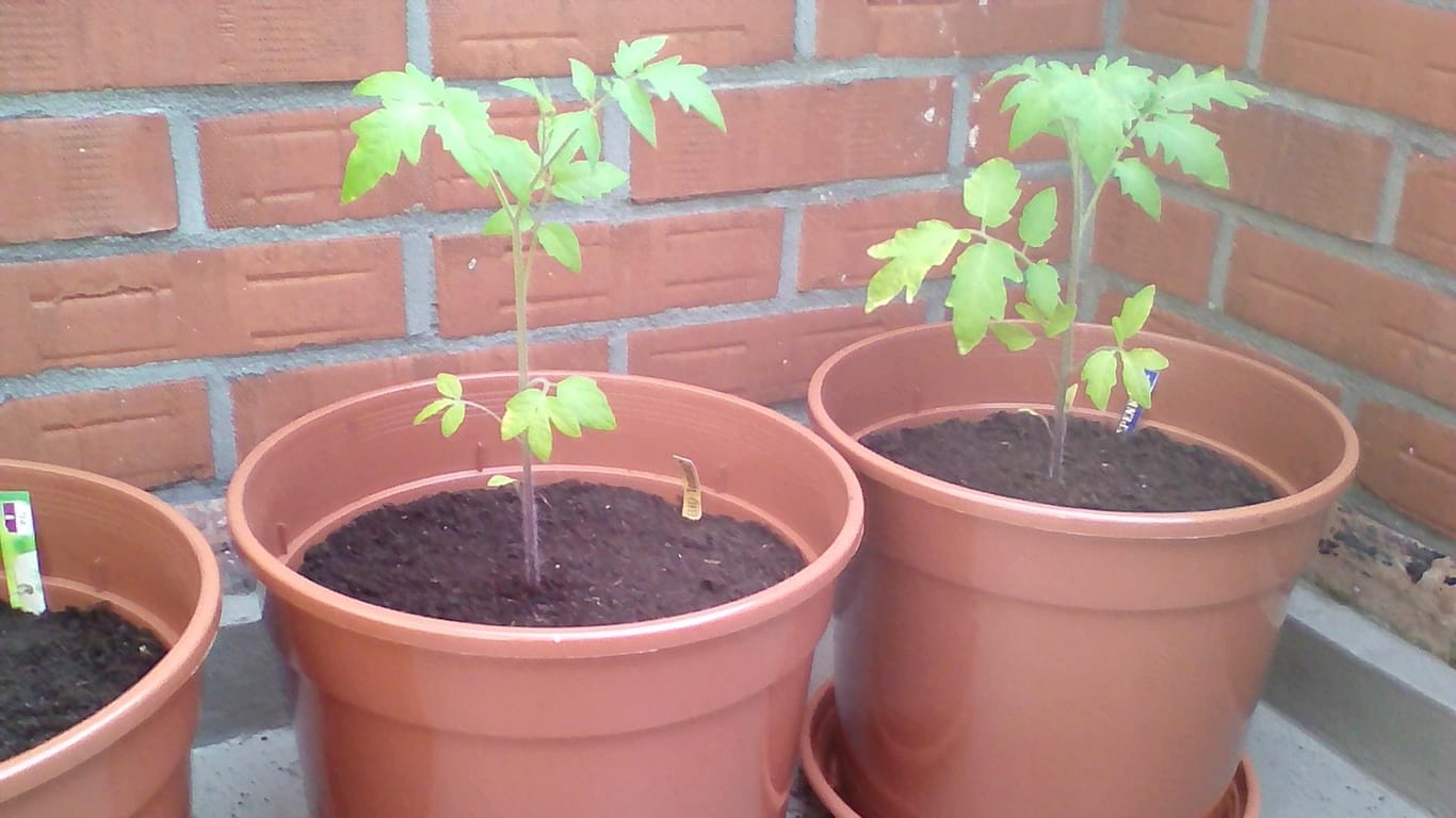 Tomaten in Kübeln: Sperli Bio-Tomate (links) und Kiepenkerl Tomate (rechts) im 12,5-Liter-Anzuchttopf.