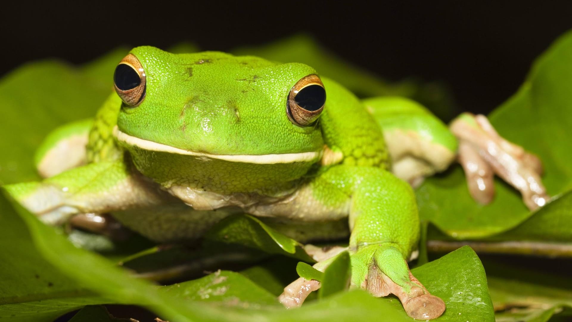 Der grüne australische Laubfrosch: Forscher haben eine neue Art des Lebewesens entdeckt.