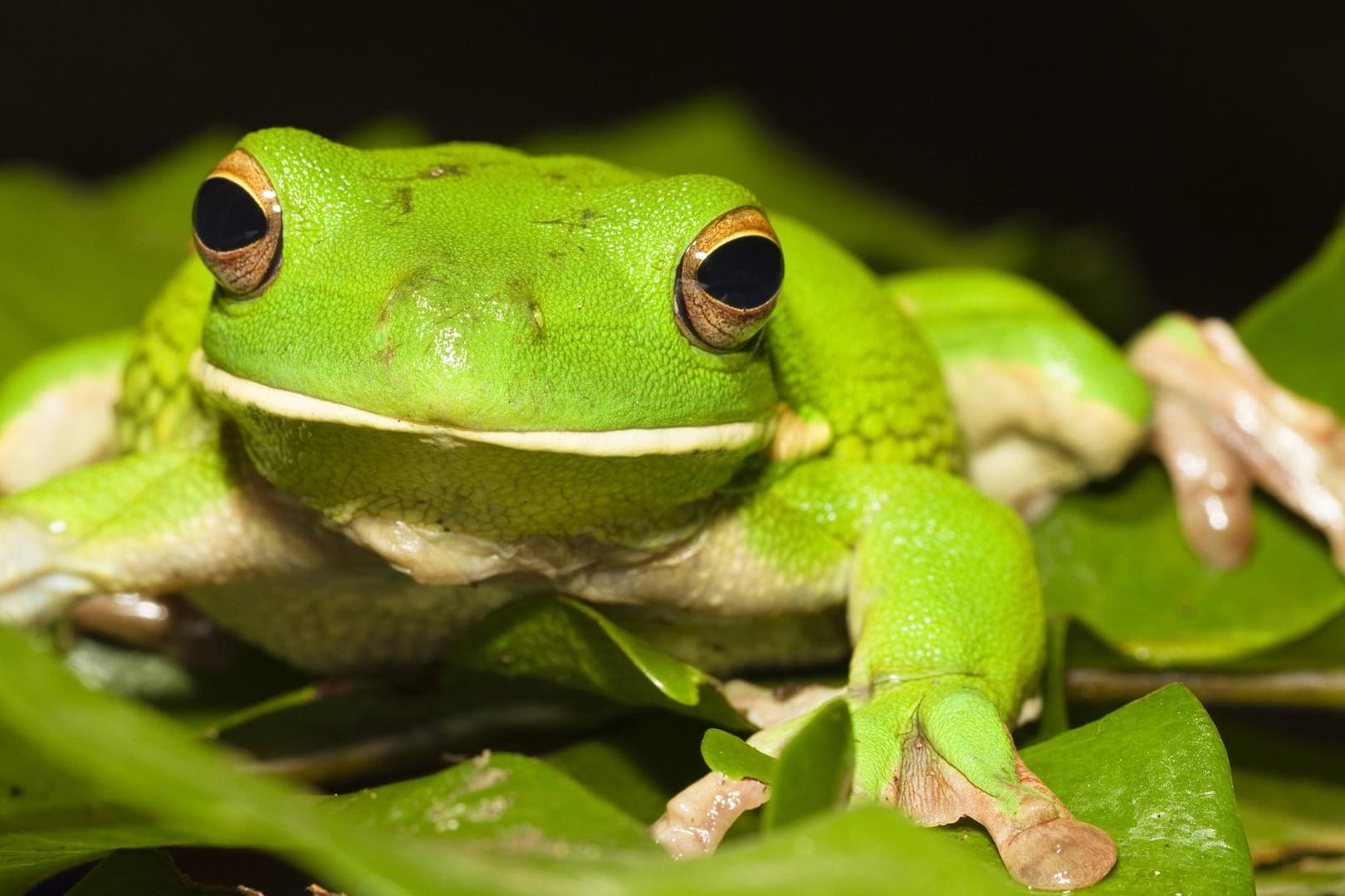 Der grüne australische Laubfrosch: Forscher haben eine neue Art des Lebewesens entdeckt.