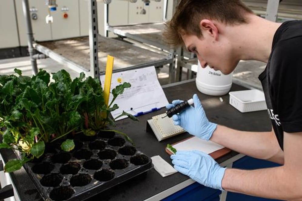 Proben nehmen, Versuchsreihen dokumentieren: Als angehender Pflanzentechnologe arbeitet Ole Peters an der Entwicklung und Zucht neuer Pflanzen mit.