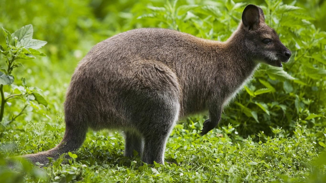 Ein Bennett-Känguru (Symbolfoto): Das Tier namens "Energy" wurde am Wochenende nur etwa hundert Meter vom Wohnort seiner Besitzer tot aufgefunden.