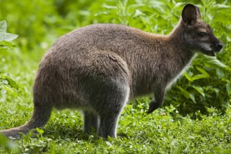 Ein Bennett-Känguru (Symbolfoto): Das Tier namens "Energy" wurde am Wochenende nur etwa hundert Meter vom Wohnort seiner Besitzer tot aufgefunden.