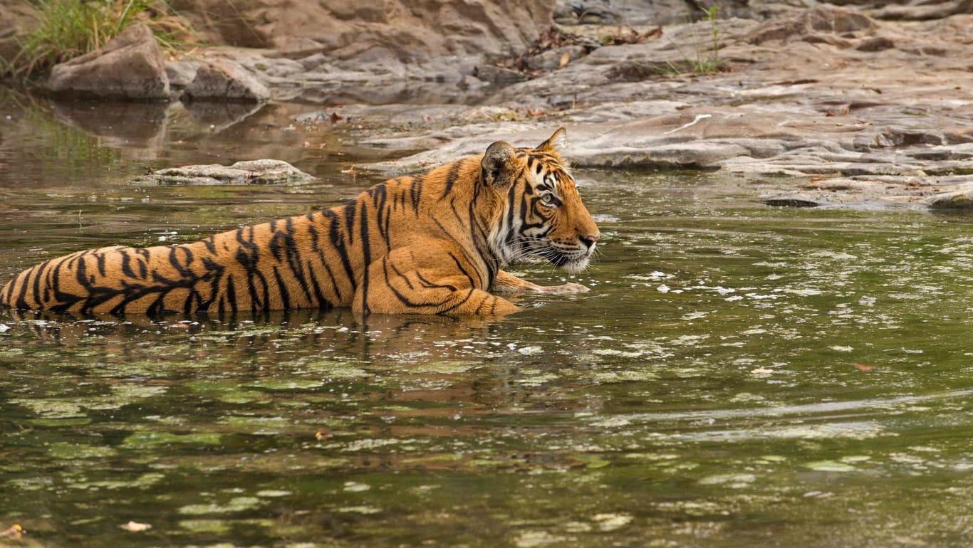 Ein Königstiger kühlt sich ab (Symbolfoto): Vor einigen Jahrhunderten war die Großkatzenart über den ganzen indischen Subkontinent verbreitet. Heute ist sie vom Aussterben bedroht.