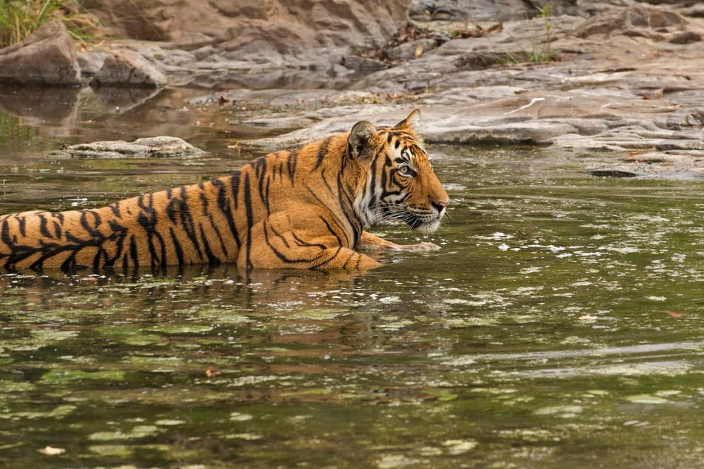 Ein Königstiger kühlt sich ab (Symbolfoto): Vor einigen Jahrhunderten war die Großkatzenart über den ganzen indischen Subkontinent verbreitet. Heute ist sie vom Aussterben bedroht.