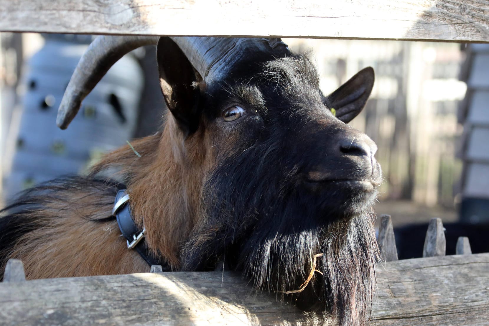 Geißbock Hennes IX.: Er feierte im Februar seinen dritten Geburtstag.